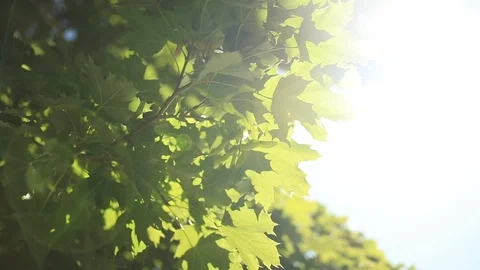 Sunlight through tree leaves in slow motion 動画素材 113156133