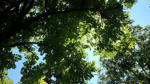 Sunlight Through Tree Leaves Upward View HD Video Stock Footage 317097691