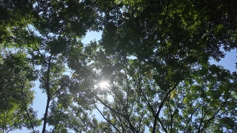 Sunlight Through Tree Leaves Upward View HD Stock Footage 317097948