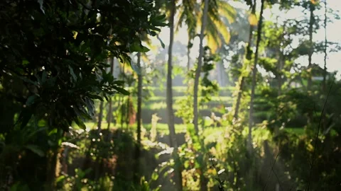 Sunlight through tree leaves view. Jungle rainforest nature background Stock Footage 221286600