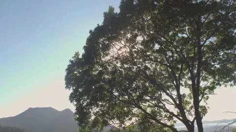Sunlight through tree in a mountain Brazil Stock Footage 260822493