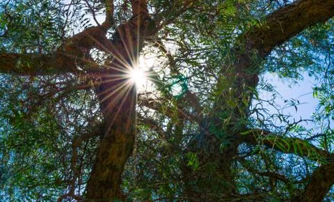 Sunlight through tree Foto stock