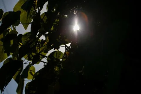Sunlight Through Tree Foto stock