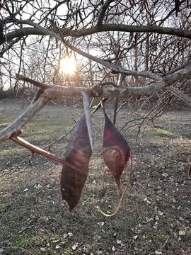 Sunlight Through Tree Seed Pods with Natural Lens Flare Stock Photos