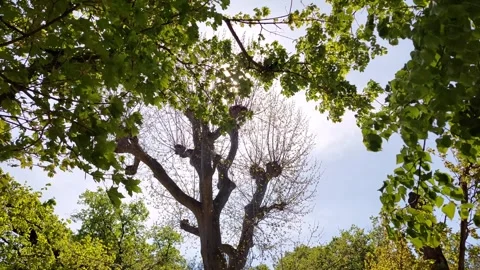 Sunlight through Tree Tops Video Video stock 272319681