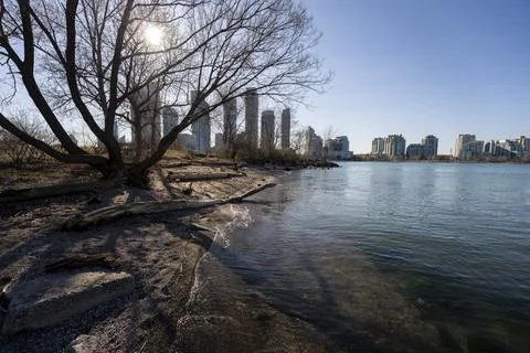 Sunlight Through Tree on Toronto Waterfront Shoreline with Skyline View Stock Photos
