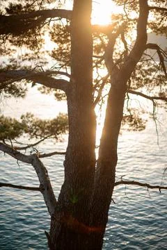 Sunlight Through Tree by Water Stock Photos