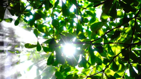 Sunlight through the tree with water vapor Video stock 67172480