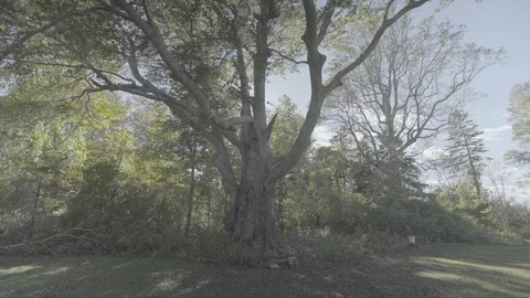 Sunlight through tree in yard Stock Footage 91055670