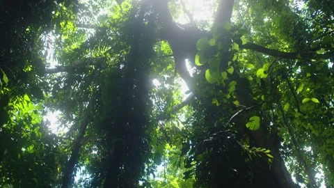 Sunlight through Trees 2 Stock-Footage 288237478