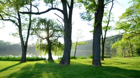 Sunlight Through the Trees - 4K Motion Timelapse Stock Footage 22984007