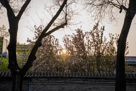 Sunlight through trees above old wall in Beijing Stock Photos