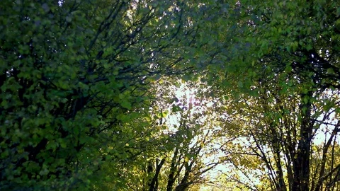 Sunlight through trees and foliage Stock-Footage 96317547