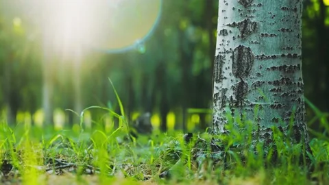 Sunlight Through Trees and grass In Forest At Sunset Video stock 235541602