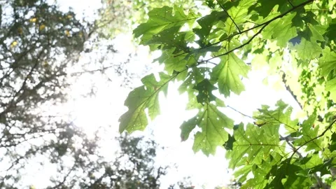 Sunlight Through Trees and Leaves Stock Footage 163542600