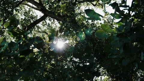 Sunlight Through Trees and Leaves 2 Stock Footage 163543132