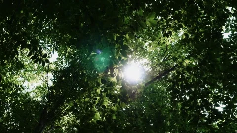 Sunlight Through Trees and Leaves 3 Stock Footage 163558714