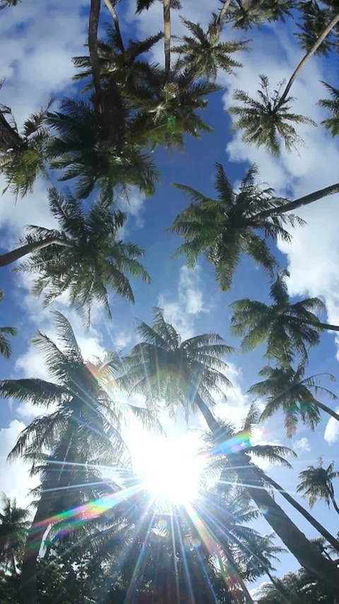 Sunlight Through the Trees and Palm Trees Stock Footage 324924660