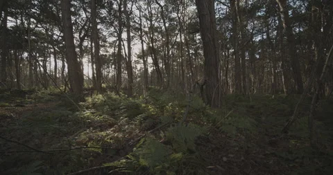 Sunlight through trees (Apple ProRes 422 HQ) Stockbeeldmateriaal 171262862