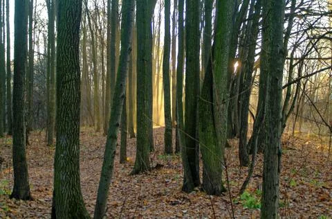Sunlight through the trees in the autumn Stock Photos
