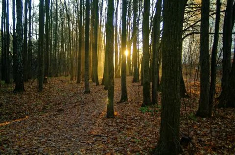 Sunlight through the trees in the autumn Stock Photos