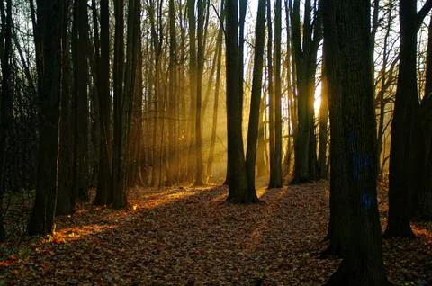 Sunlight through the trees in the autumn Stock Photos