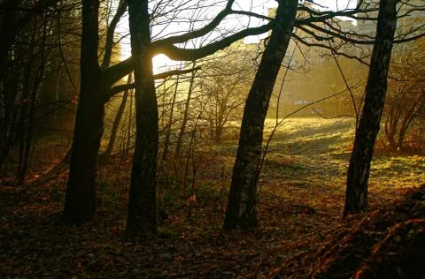 Sunlight through the trees in the autumn Foto stock