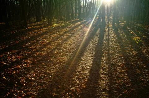 Sunlight through the trees in the autumn Stock Photos