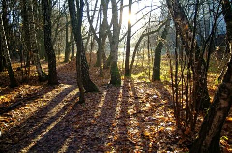 Sunlight through the trees in the autumn Stock Photos
