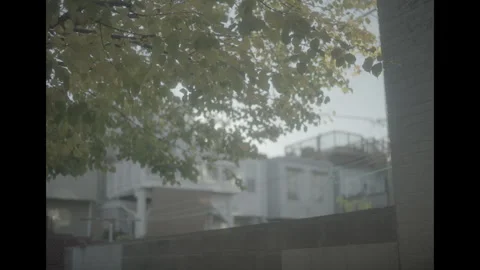 Sunlight through trees on Baltimore street Video stock 285472777