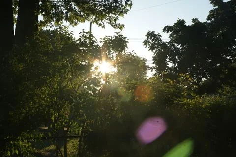 Sunlight through trees bokeh effect 库存照片