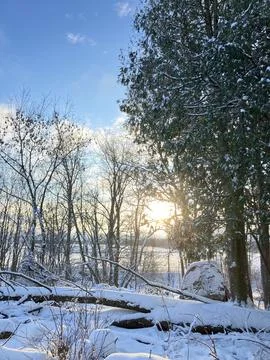 Sunlight Through the Trees on a Bright Winter Day Stock Photos