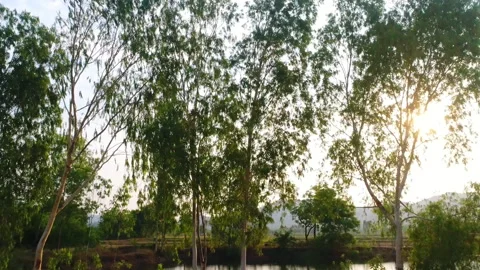 Sunlight through the trees countryside landscape Stock Footage 180356321