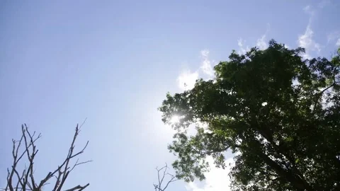 Sunlight Through Trees Driving Stock Footage 93782831