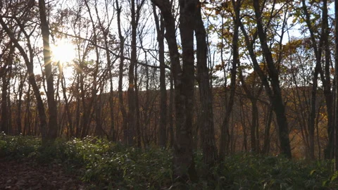 Sunlight through trees during  sunset and birds sound Stock-Footage 223539402