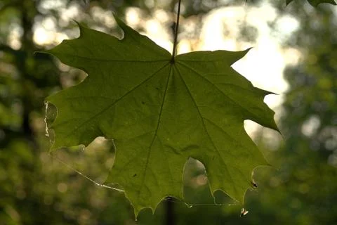 Sunlight through the trees in the evening in summer Stock Photos