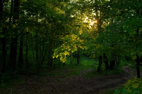 Sunlight through the trees in the evening in summer Stock-Fotos