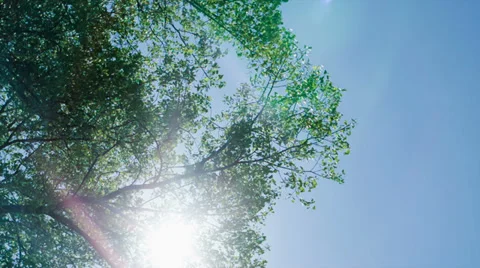 Sunlight through the trees Video stock 38317336