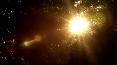 Sunlight through trees Video stock 41797622
