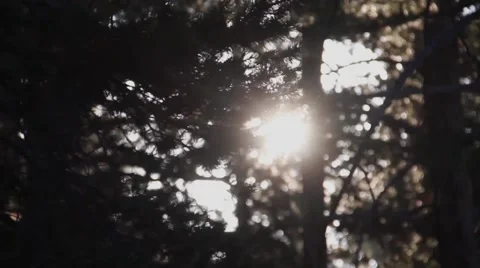 Sunlight through Trees Video stock 52933389