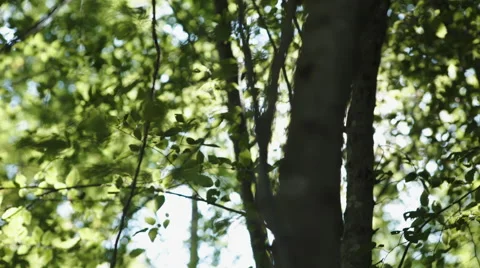 Sunlight through the trees Stock Footage 66249194