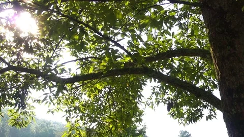 Sunlight Through Trees Stock Footage 69773582