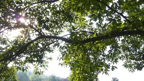 Sunlight Through Trees Stock Footage 69774445