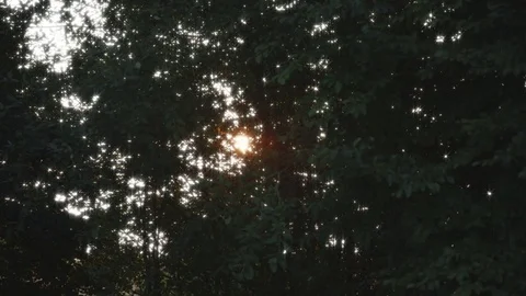 Sunlight through trees Stock Footage 74630759