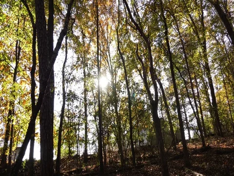 Sunlight through trees Stock Footage 82089703