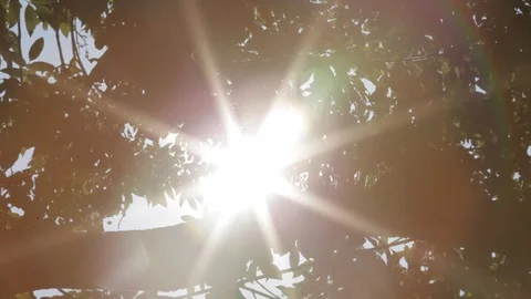 Sunlight through trees Stock Footage 96710700