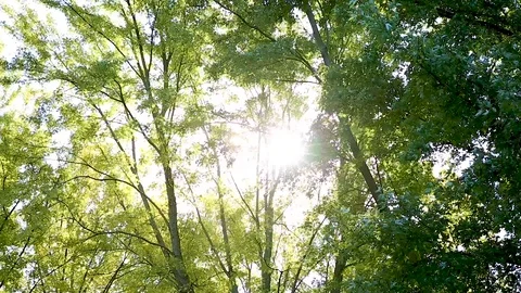 Sunlight through Trees Video stock 97548730