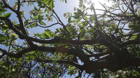 Sunlight Through The Trees Stock Footage 104783829