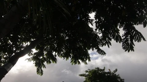 The Sunlight Through The Trees Stock Footage 104795813