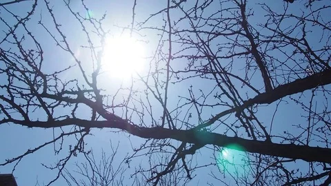 Sunlight Through the Trees 動画素材 105190064